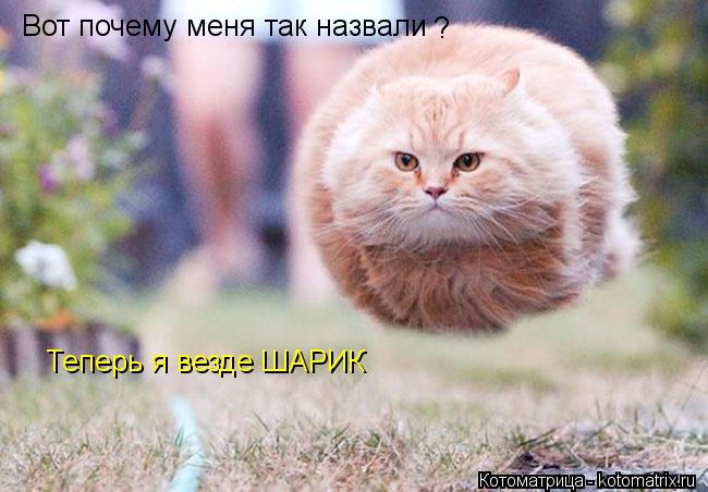 Вот почему меня так назвали ? Теперь я везде ШАРИК... Котоматрица: Вот почему меня так назвали ? Теперь я везде ШАРИК