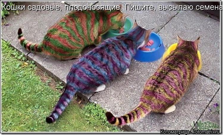 Кошки садовые, плодоносящие. Пишите, высылаю семена.... Котоматрица: Кошки садовые, плодоносящие. Пишите, высылаю семена.