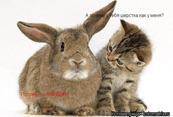 А почему у тебя шерстка как у меня? Потому что я КРОЛИК... Котоматрица: А почему у тебя шерстка как у меня? Потому что я КРОЛИК