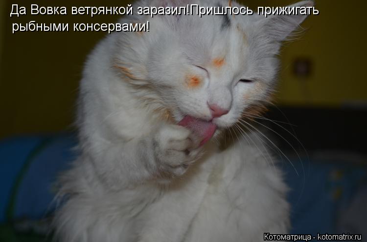 Да Вовка ветрянкой заразил!Пришлось прижигать рыбными консервами!... Котоматрица: Да Вовка ветрянкой заразил!Пришлось прижигать рыбными консервами!