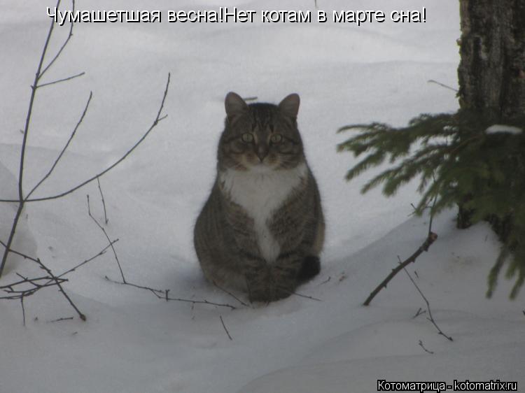 Чумашетшая весна!Нет котам в марте сна!... Котоматрица: Чумашетшая весна!Нет котам в марте сна!