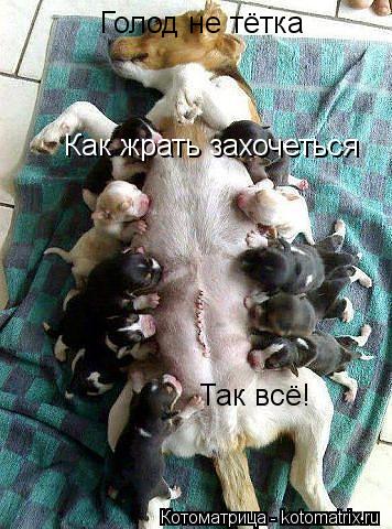 Голод не тётка Как жрать захочеться Так всё!... Котоматрица: Голод не тётка Как жрать захочеться Так всё!
