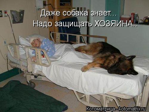 Даже собака знает... Надо защищать ХОЗЯИНА..... Котоматрица: Даже собака знает... Надо защищать ХОЗЯИНА..