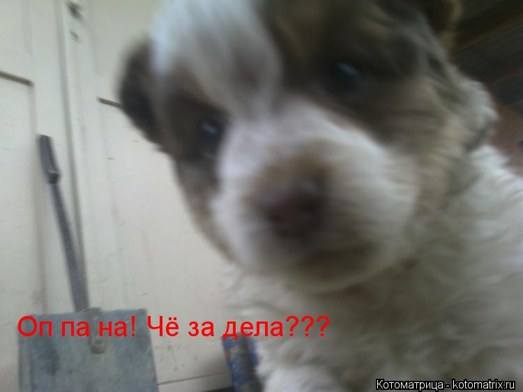 Оп па на! Чё за дела???... Котоматрица: Оп па на! Чё за дела???