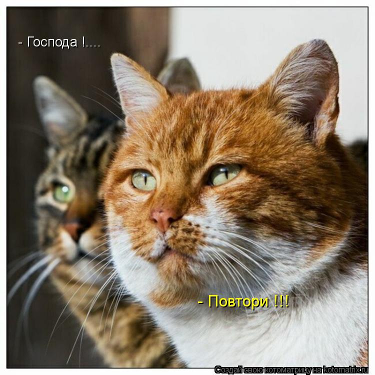 - Господа !.... - Повтори !!!... Котоматрица: - Господа !.... - Повтори !!!