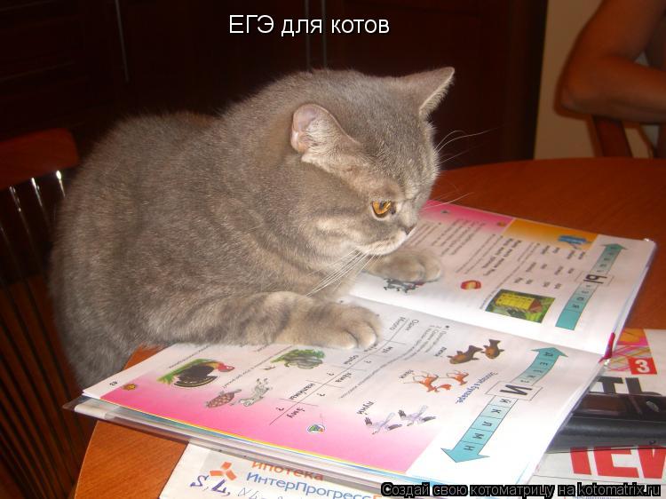Смешные стих про котика Смешные стих про котика