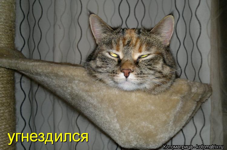 угнездился... Котоматрица: угнездился
