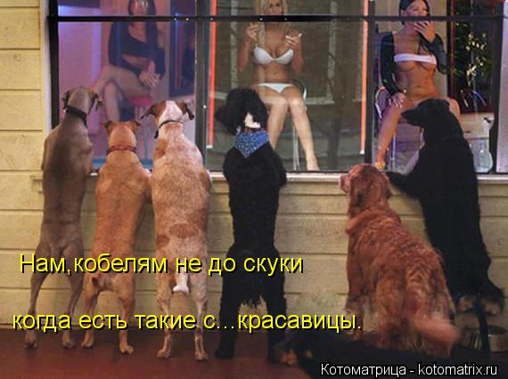 Нам,кобелям не до скуки когда есть такие с...красавицы.... Котоматрица: Нам,кобелям не до скуки когда есть такие с...красавицы.