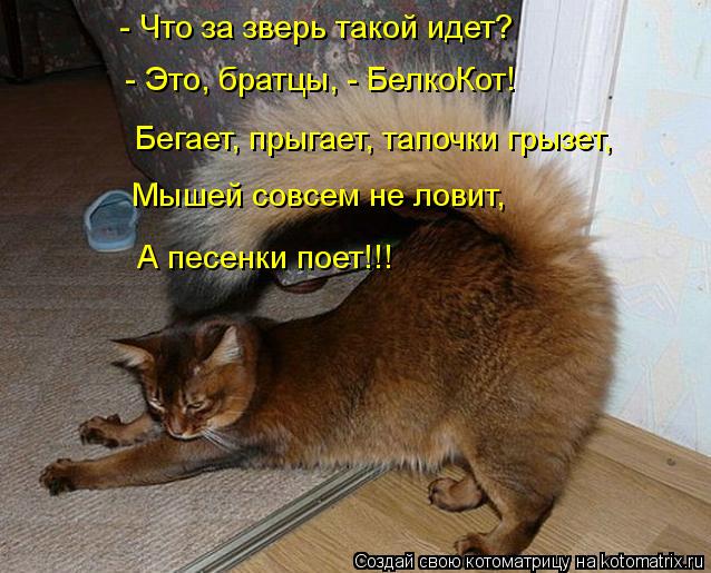 Котоматрица: - Это, братцы, - БелкоКот! - Что за зверь такой идет? Бегает, прыгает, тапочки грызет, Мышей совсем не ловит,  А песенки поет!!!