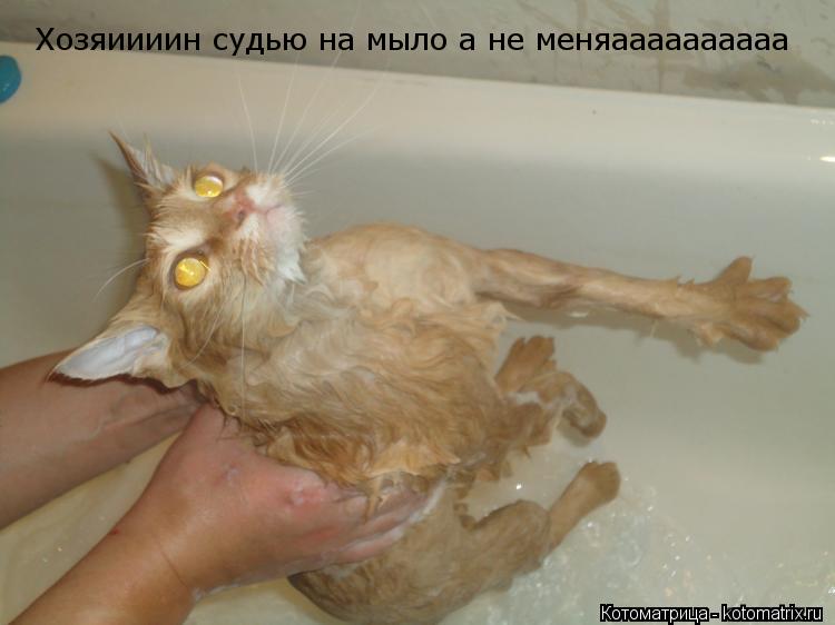 Хозяиииин судью на мыло а не меняаааааааааа... Котоматрица: Хозяиииин судью на мыло а не меняаааааааааа