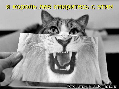 я король лев смиритесь с этим... Котоматрица: я король лев смиритесь с этим