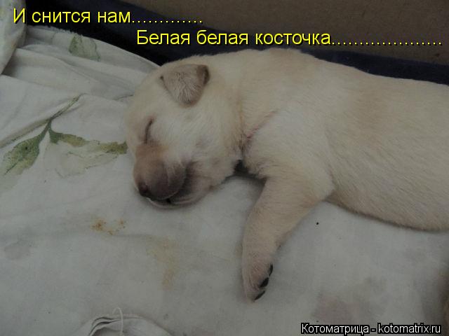 И снится нам............. Белая белая косточка....................... Котоматрица: И снится нам............. Белая белая косточка....................