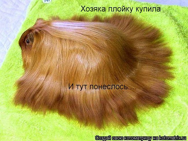 Хозяка плойку купила И тут понеслось....... Котоматрица: Хозяка плойку купила И тут понеслось....