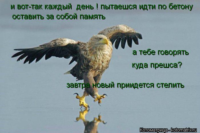 и вот-так каждый день ! пытаешся идти по бетону оставить за собой память а тебе говорять куда прешс... Котоматрица: и вот-так каждый день ! пытаешся идти по бетону оставить за собой память а тебе говорять куда прешса? завтра новый приидется стелить