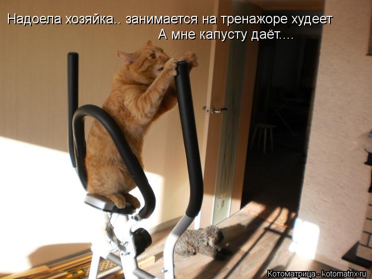 Надоела хозяйка.. занимается на тренажоре худеет А мне капусту даёт....... Котоматрица: Надоела хозяйка.. занимается на тренажоре худеет А мне капусту даёт....