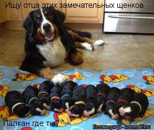 Ищу отца этих замечательных щенков Палкан где ты?... Котоматрица: Ищу отца этих замечательных щенков Палкан где ты?