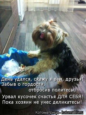 Котоматрица: День удался, скажу я вам, друзья! Забыв о гордости,  отбросив политесы, Урвал кусочек счастья ДЛЯ СЕБЯ! Пока хозяин не унес деликатесы!