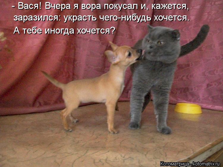 Котоматрица: - Вася! Вчера я вора покусал и, кажется, заразился: украсть чего-нибудь хочется. А тебе иногда хочется?