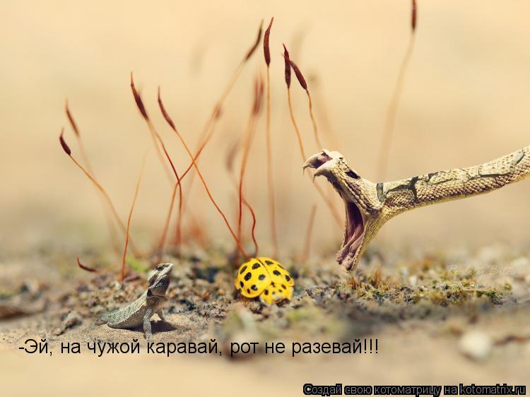 -Эй, на чужой каравай, рот не разевай!!!... Котоматрица: -Эй, на чужой каравай, рот не разевай!!!