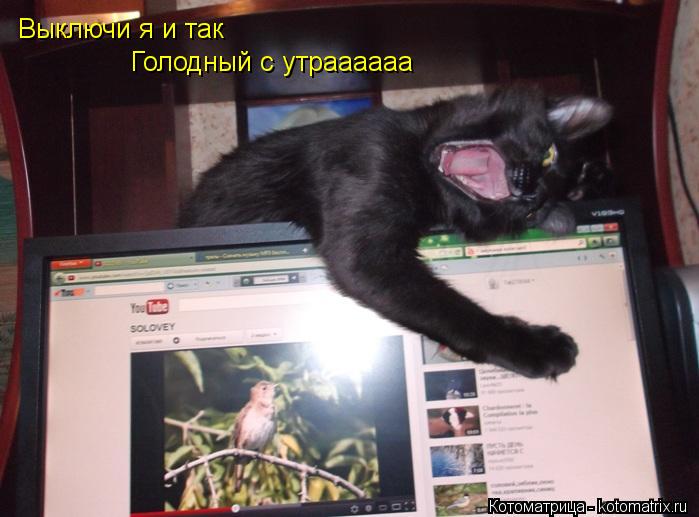 Котоматрица: Выключи я и так Голодный с утраааааа