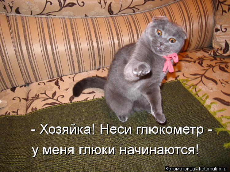 Котоматрица: - Хозяйка! Неси глюкометр - у меня глюки начинаются!