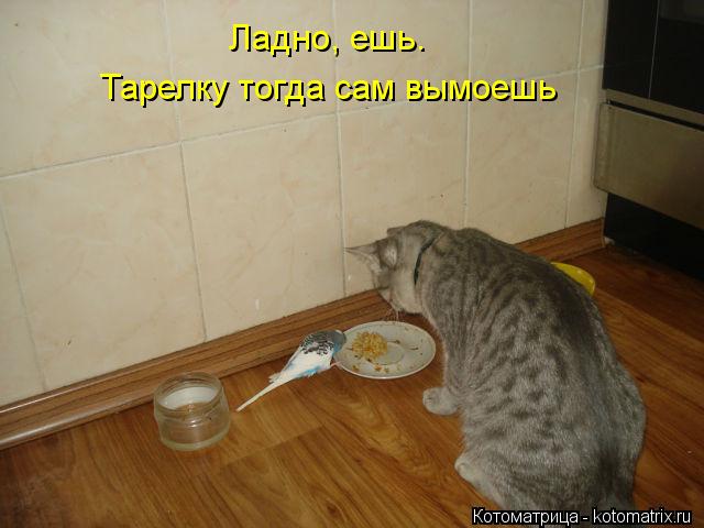 Ладно, ешь. Тарелку тогда сам вымоешь... Котоматрица: Ладно, ешь. Тарелку тогда сам вымоешь