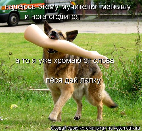 надеюсь этому мучителю- малышу и нога сгодится а то я уже хромаю от слова пёся дай лапку... Котоматрица: надеюсь этому мучителю- малышу и нога сгодится а то я уже хромаю от слова пёся дай лапку