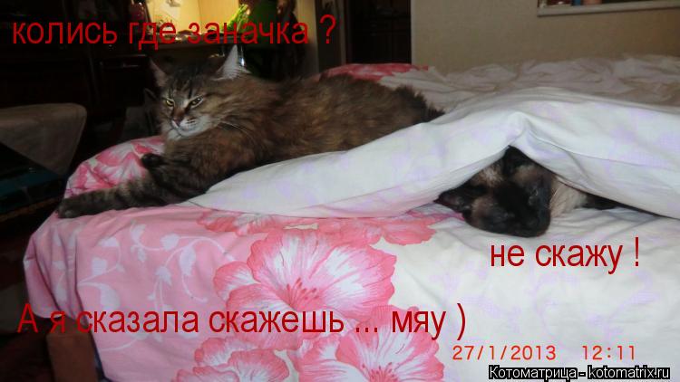 колись где заначка ? не скажу ! А я сказала скажешь ... мяу )... Котоматрица: колись где заначка ? не скажу ! А я сказала скажешь ... мяу )