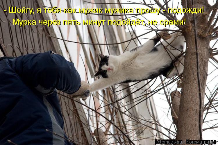 Котоматрица: - Шойгу, я тебя как мужик мужика прошу - подожди!   Мурка через пять минут подойдёт, не срами!