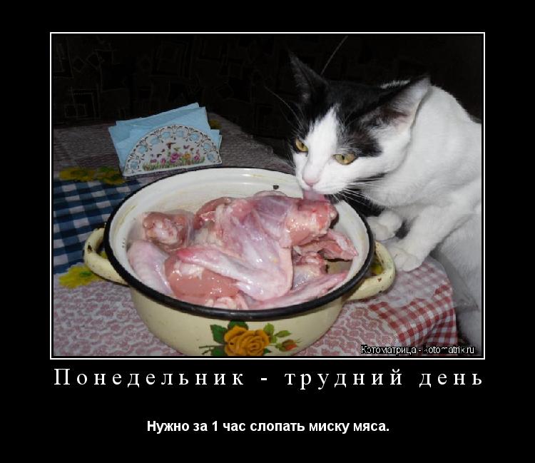 Котоматрица: Понедельник - трудний день Нужно за 1 час слопать миску мяса.