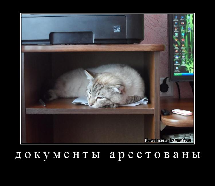 Котоматрица: документы арестованы 