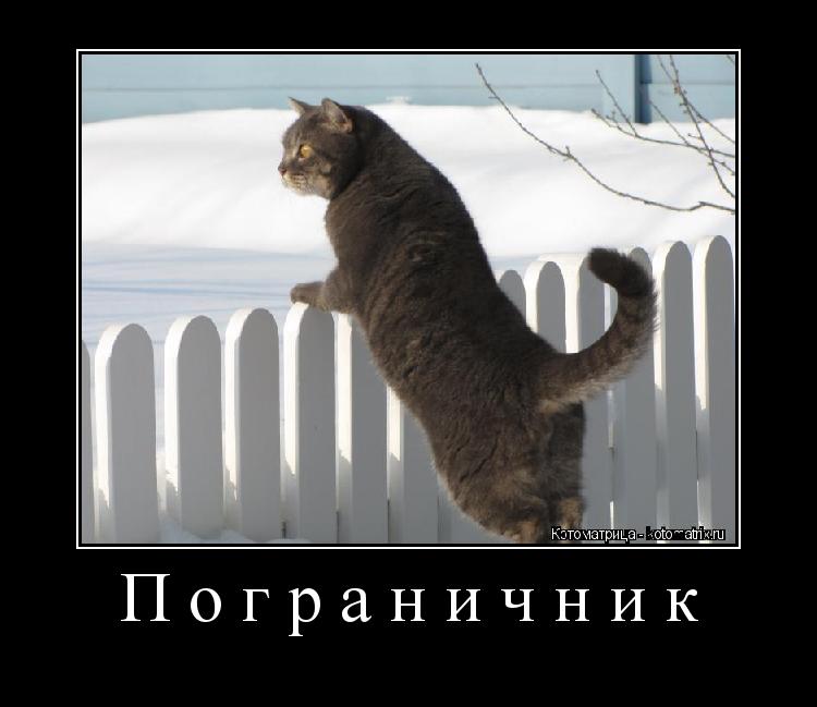 Котоматрица: Пограничник 