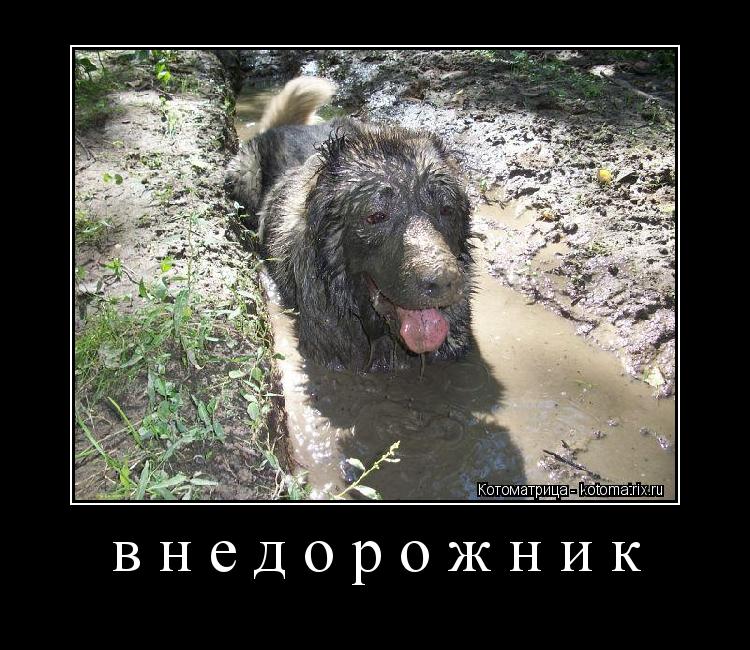 внедорожник ... Котоматрица: внедорожник