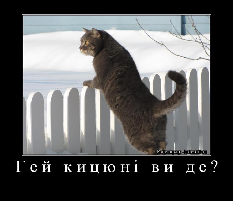 Гей кицюні ви де? ... Котоматрица: Гей кицюні ви де?