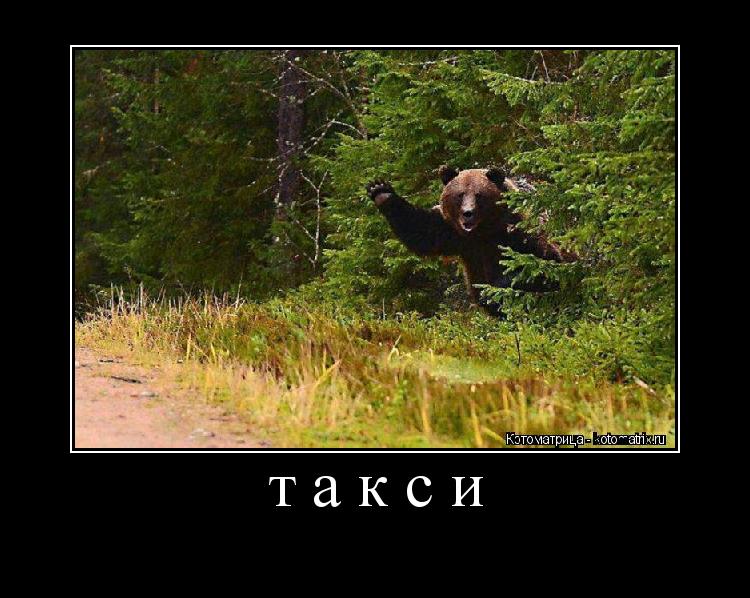 Котоматрица: такси 