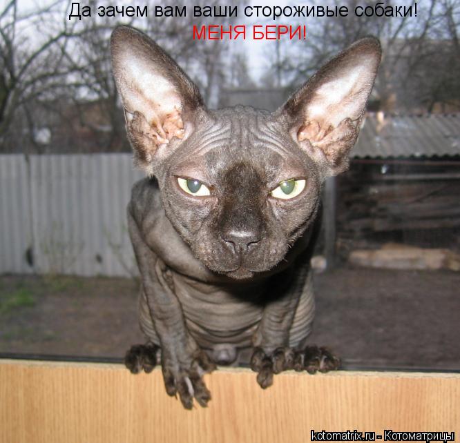 Да зачем вам ваши стороживые собаки! МЕНЯ БЕРИ!... Котоматрица: Да зачем вам ваши стороживые собаки! МЕНЯ БЕРИ!