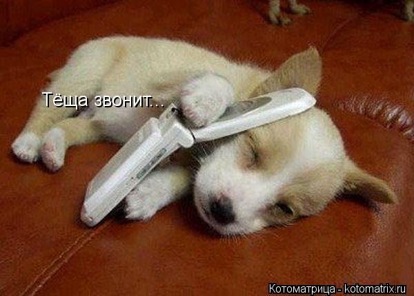 Тёща звонит...... Котоматрица: Тёща звонит...