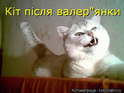 Котоматрица: Кіт після валер"янки Кіт після валер"янки
