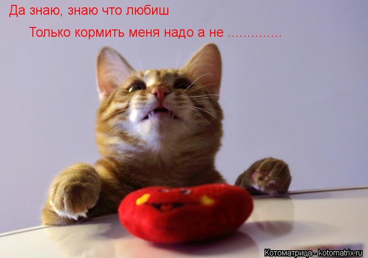Да знаю, знаю что любиш Только кормить меня надо а не ................. Котоматрица: Да знаю, знаю что любиш Только кормить меня надо а не ..............