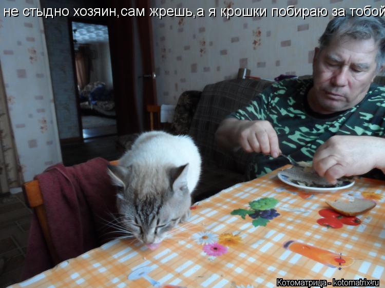 Котоматрица: не стыдно хозяин,сам жрешь,а я крошки побираю за тобой.