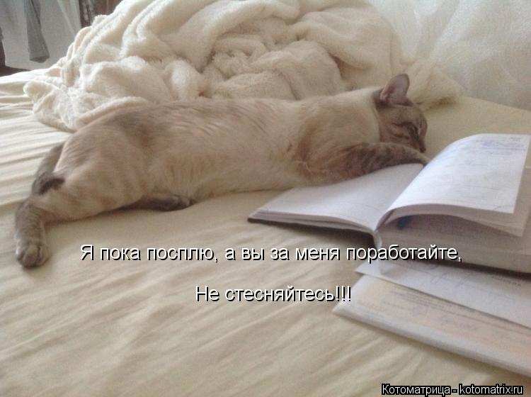 Я пока посплю, а вы за меня поработайте, Не стесняйтесь!!!... Котоматрица: Я пока посплю, а вы за меня поработайте, Не стесняйтесь!!!
