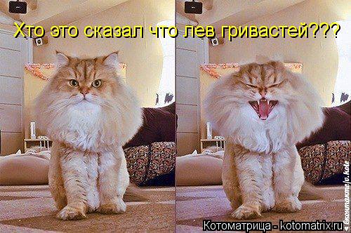 Котоматрица: Хто это сказал что лев гривастей???