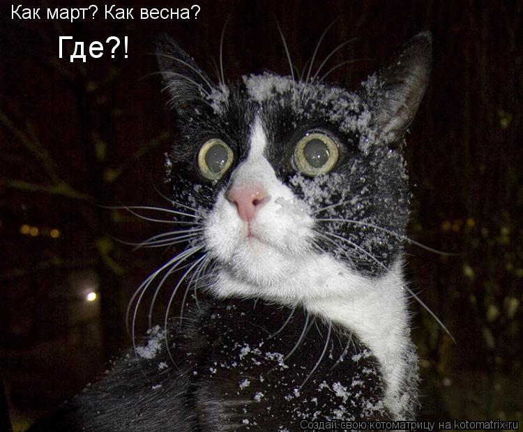 Как март? Как весна? Где?!... Котоматрица: Как март? Как весна? Где?!