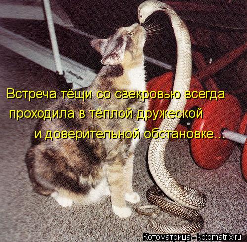Котоматрица: Встреча тёщи со свекровью всегда проходила в тёплой дружеской  и доверительной обстановке...