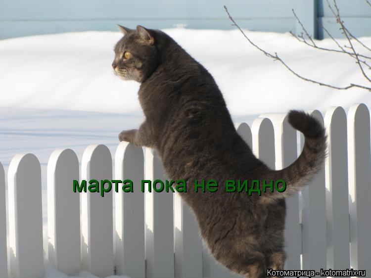 Котоматрица: марта пока не видно