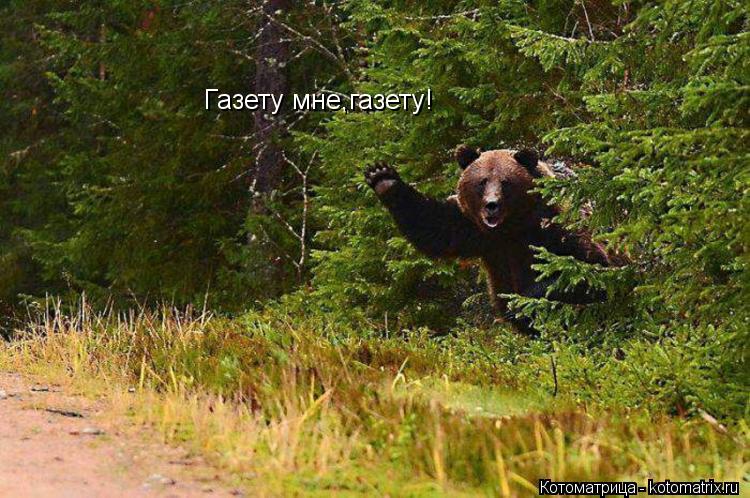 Котоматрица: Газету мне,газету!