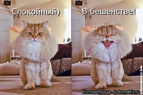 Котоматрица: Спокойный) В бешенстве!