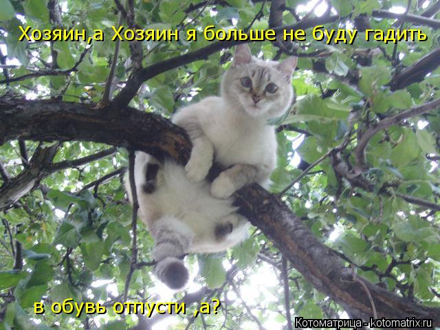 Хозяин,а Хозяин я больше не буду гадить в обувь отпусти ,а?... Котоматрица: Хозяин,а Хозяин я больше не буду гадить в обувь отпусти ,а?