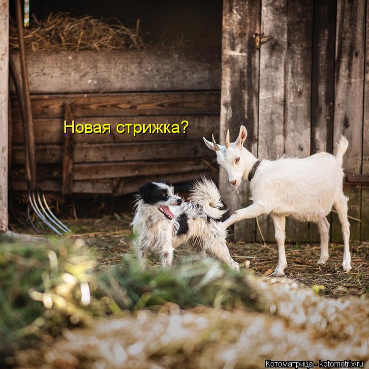 Котоматрица: Новая стрижка?