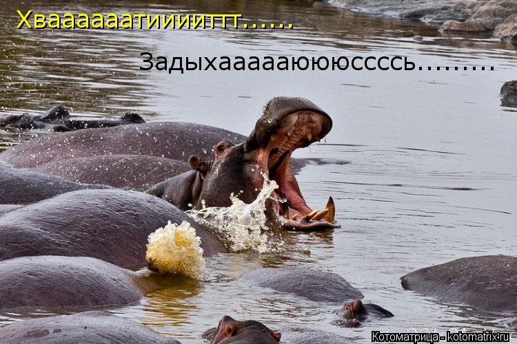 Хваааааатииииттт...... Задыхаааааюююссссь............ Котоматрица: Хваааааатииииттт...... Задыхаааааюююссссь.........